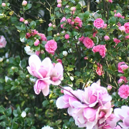 Irene - Casa Centro * أسكونا