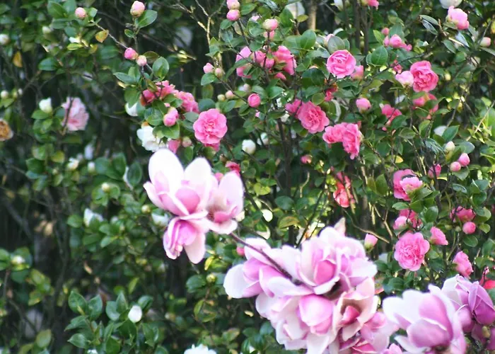 Irene - Casa Centro * Аскона