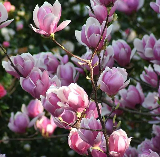 Irene - Casa Centro Аскона